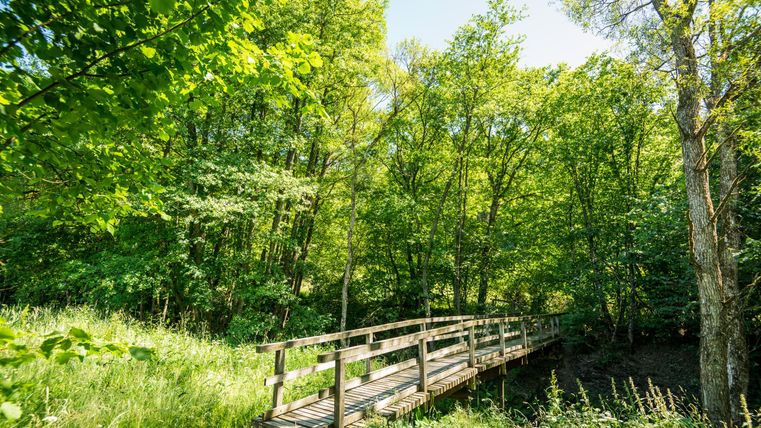 Eine Holzbrücke führt durch einen grünen Wald mit üppigen Bäumen. Der Himmel ist klar und die Natur wirkt einladend und friedlich.