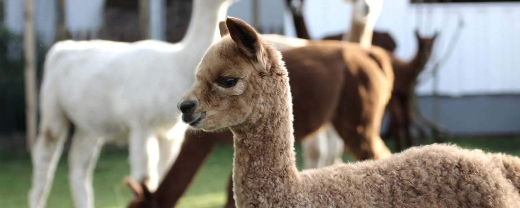 Campino, &copy; Balter - Hocheifel Alpakas