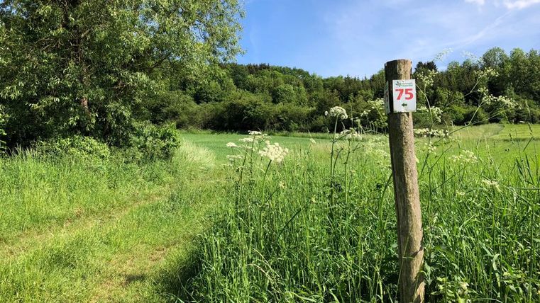 Signpost with the number 75 in the Southern Eifel Nature Park on a green meadow.