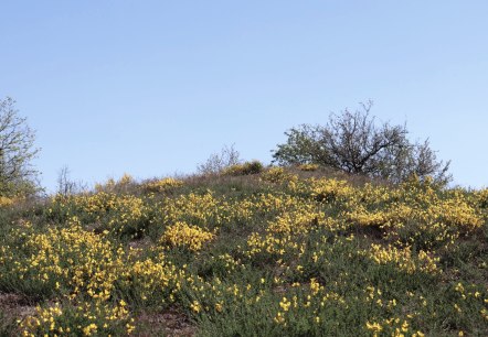 Ginsterheiden im Irsental, &copy; Tourist-Information Islek