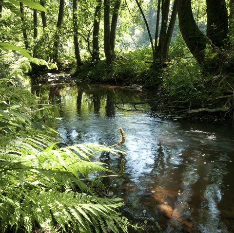 Der Fluss Irsen auf dem Irsenpfad, &copy; Naturpark S&uuml;deifel, Joelle Mathias