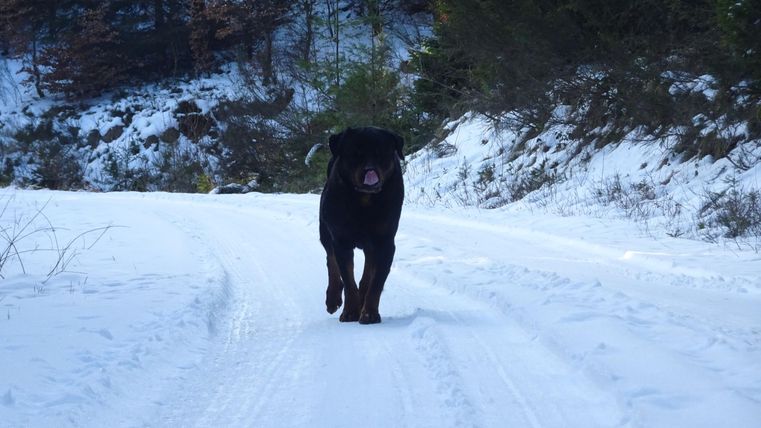 Een Rottweiler loopt op een besneeuwd pad. Op de achtergrond zijn bomen en sneeuw te zien.