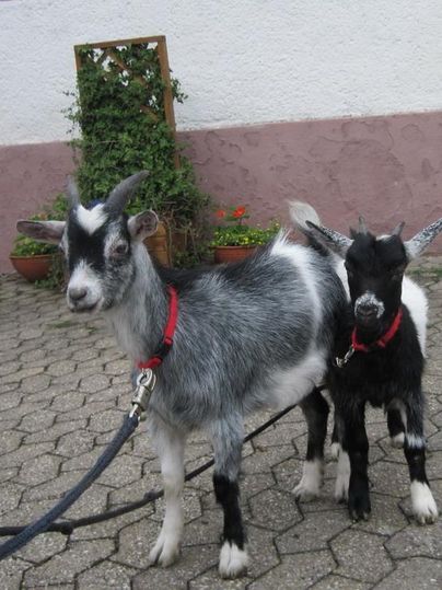Deux chèvres se tiennent sur une place pavée. L'une a un pelage gris avec des taches blanches, l'autre est noir et blanc.