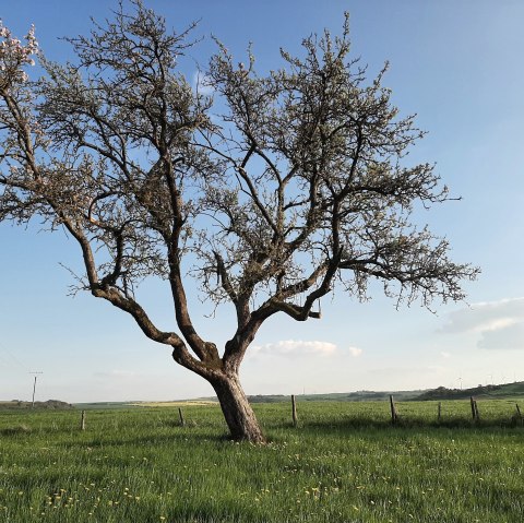 Landschaft in Idesheim, © Frau Michels