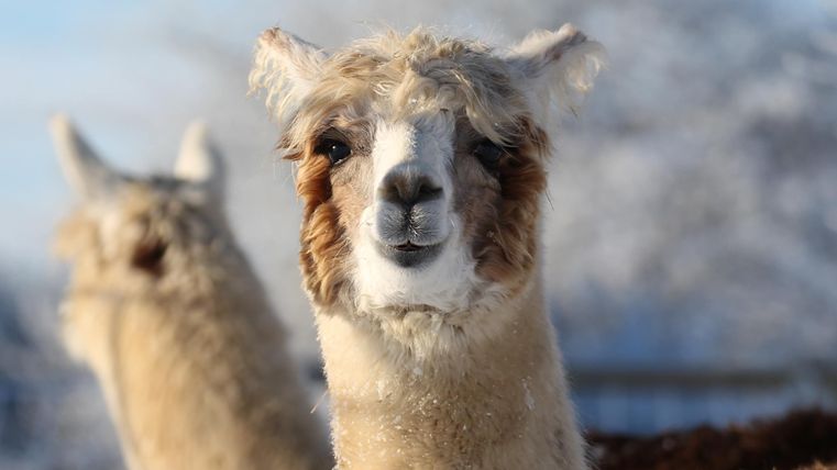 Een vriendelijk lama met een zachte, bruin-witte vacht. Op de achtergrond is een ander lama te zien.