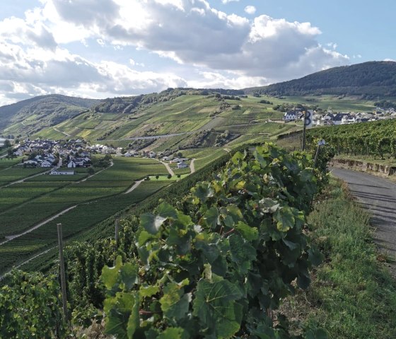 Weinberg, &copy; TI Bitburger Land