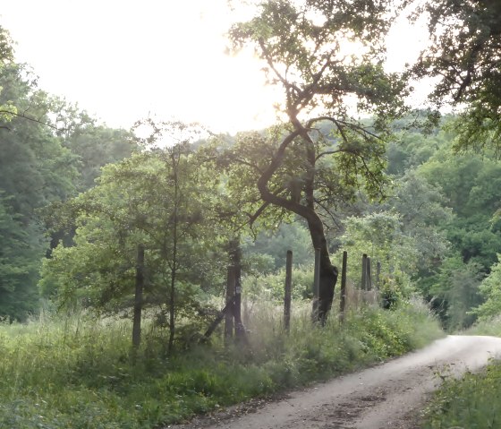 A narrow path winds its way through a green landscape, lined with trees and meadows, in the soft light of the setting sun., &copy; Elke Wagner, Felsenland S&uuml;deifel Tourismus GmbH