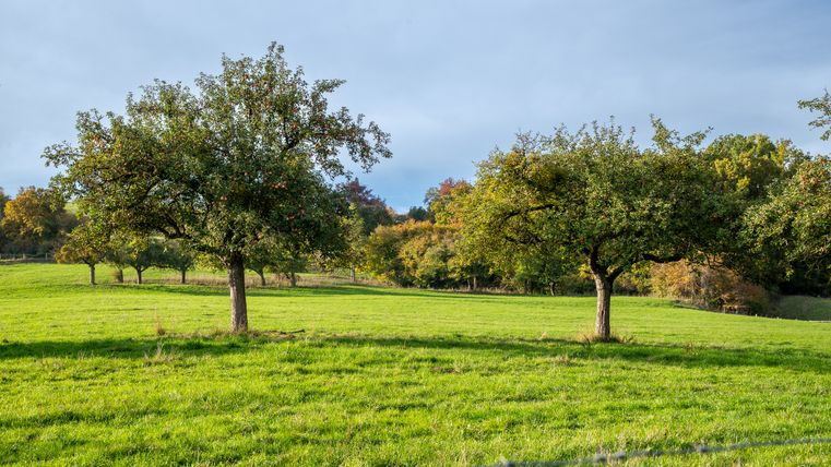 Streuobstwiese mit grüner Wiese und Obstbäumen unter blauem Himmel.