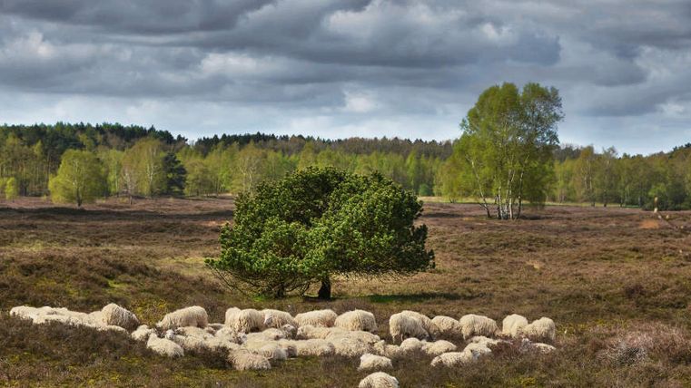 Schafe im Naturpark Wildeshauser Geest.
