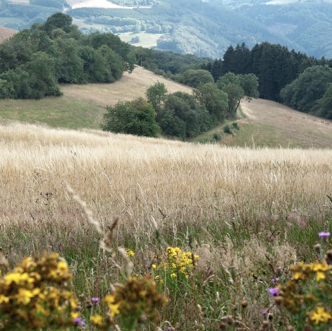 Experience close to nature near Plütscheid, © Volker Teuschler
