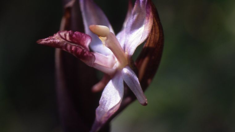 Limodorum abortivum (Violetter Dingel)