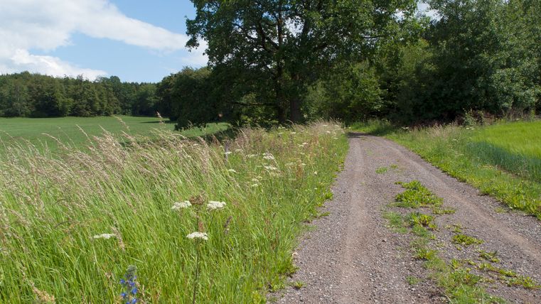Ein Feldweg am Waldrand mit hohem Gras und Bäumen im Hintergrund.