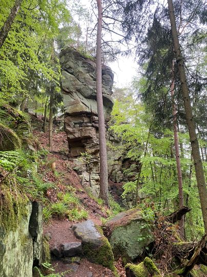 Ein malerischer Waldweg mit hohen Bäumen und einem auffälligen Felsen. Die grüne Umgebung schafft eine ruhige, natürliche Atmosphäre.