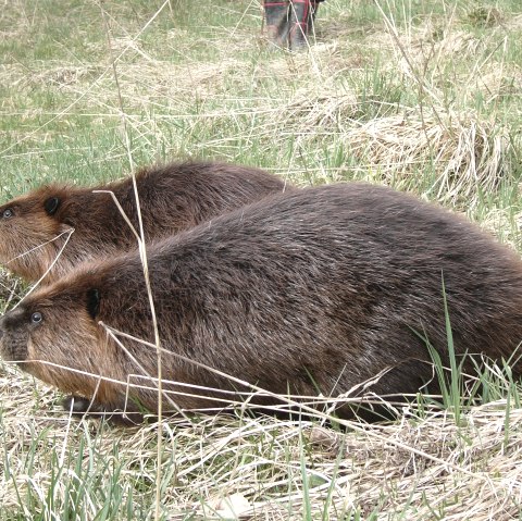 Biber am Stausee Irsental, Biberzentrum RLP der GNOR e V, &copy; Biberzentrum RLP der GNOR e V