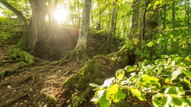 Ein schöner Wald mit dichtem Grün und strahlendem Sonnenlicht. Die Wurzeln der Bäume sind gut sichtbar, und es herrscht eine friedliche Atmosphäre.