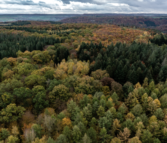 Wald Ernzen, &copy; Naturpark S&uuml;deifel/Philipp K&ouml;hler
