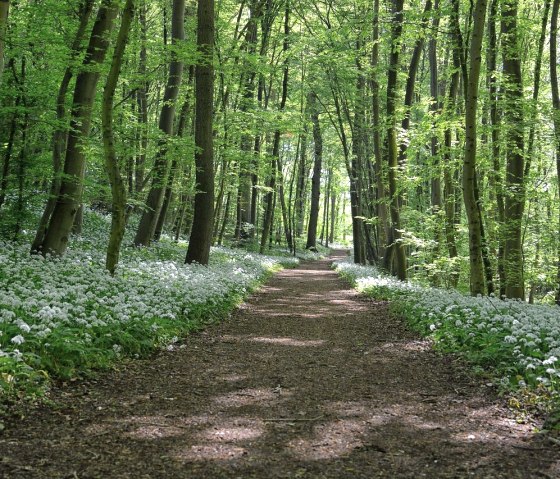 Wald, © Pixabay