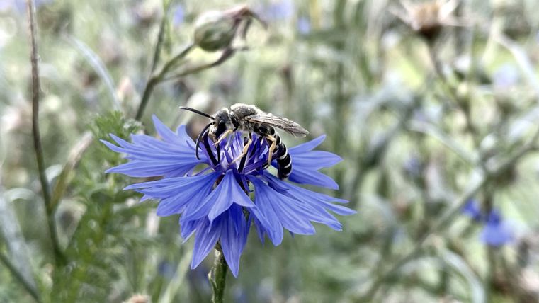 Insekt auf Kornblume