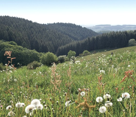 Wiesenlandschaft, Pr&uuml;mtalweg, &copy; Naturpark S&uuml;deifel, Pierre Haas