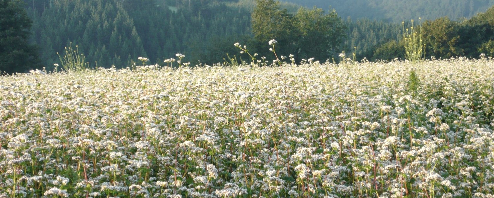 Kr&auml;uterwanderung Wiese, &copy; Tourist-Info Islek
