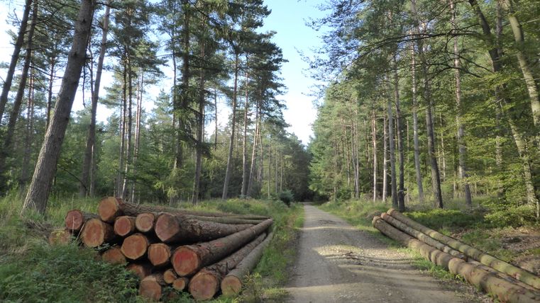 Chemin forestier avec des troncs d'arbres empilés sur les côtés.