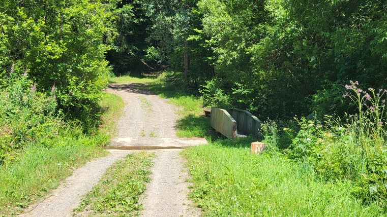 Ein schmaler, unbefestigter Weg führt durch einen grünen Wald mit dichtem Laub. Rechts steht eine kleine Holzbank.