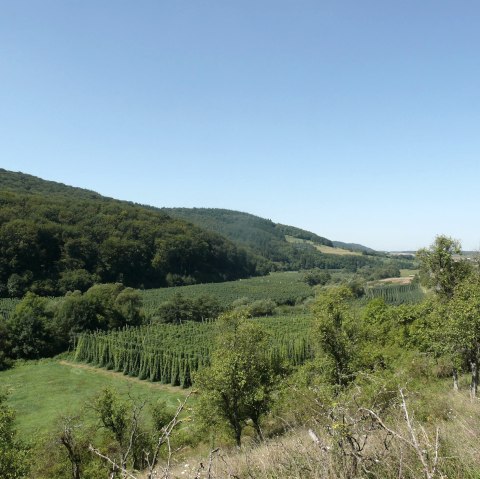 View over the hop fields in the Prüm Valley, © Felsenland Südeifel Tourismus GmbH