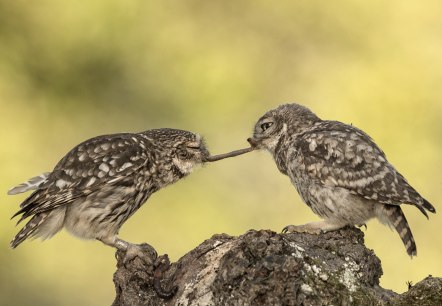 Steink&auml;uze, &copy; Naturpark S&uuml;deifel/Horst Jegen