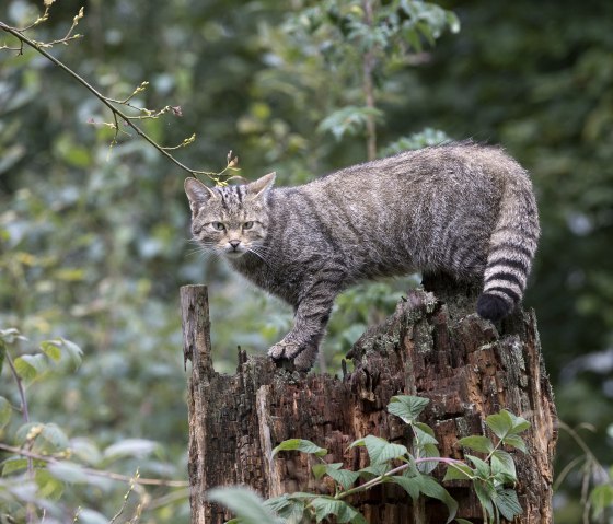 Wildkatze, &copy; Naturpark S&uuml;deifel/Horst Jegen.