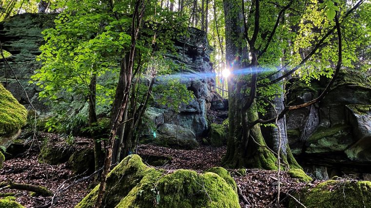 Sonnenstrahlen durchdringen einen bewaldeten Felsenpfad mit moosbedeckten Steinen.