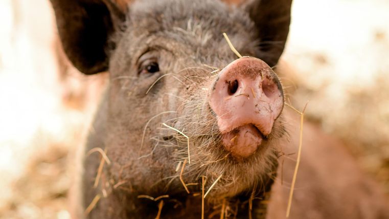 Een close-up portret van een wild zwijn met stro in het gezicht. Het varken heeft een nieuwsgierige uitdrukking en een zachte blik.