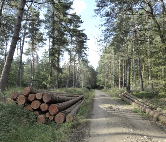 A forest path leads through tall trees, with tree trunks stacked at the sides. The sky is blue with a few clouds., &copy; Elke Wagner, Felsenland S&uuml;deifel Tourismus GmbH