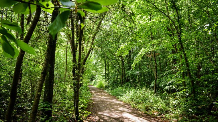 Ein ruhiger Waldweg umgeben von grünen Bäumen und dichten Sträuchern. Das Licht fällt sanft durch das Blätterdach.