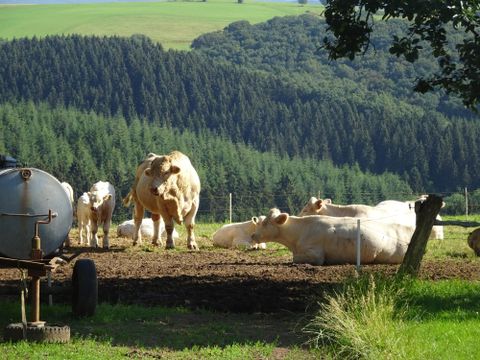 Een groep koeien staat op een wei met bomen op de achtergrond. De dieren rusten uit en genieten van de zon.