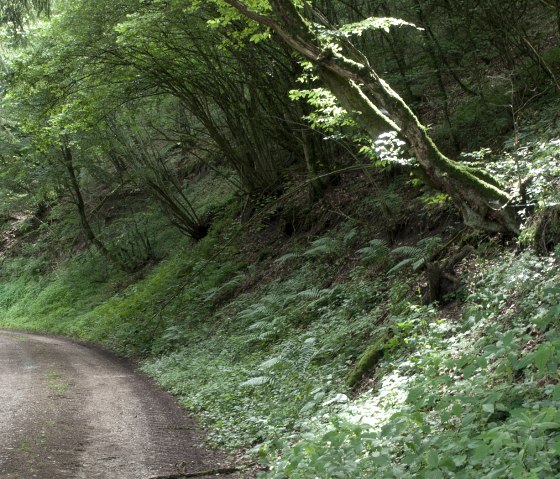 Waldweg im Pr&uuml;mtal, &copy; V. Teuschler