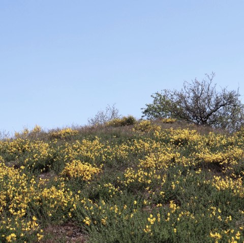 Ginsterheiden im Irsental, &copy; Tourist-Information Islek