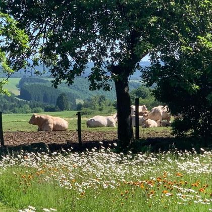 Een vredig landschap met koeien die in het gras liggen. Op de voorgrond bloeien witte en oranje bloemen.