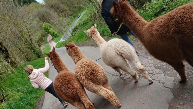 Un groupe d'alpagas marche sur un chemin. Deux personnes mènent les alpagas dans un paysage verdoyant.