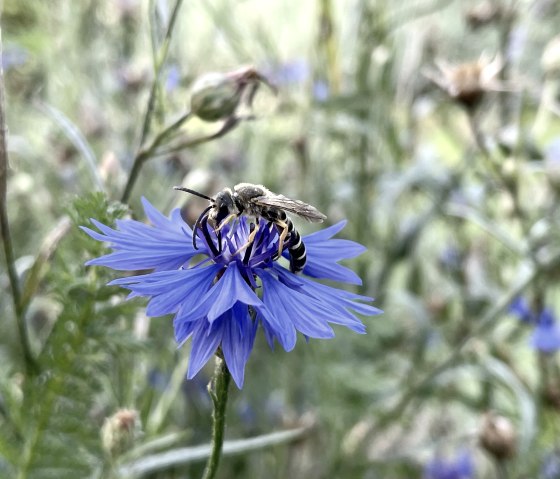 Insekt Blumenwiese, © Naturpark Südeifel/Ansgar Dondelinger