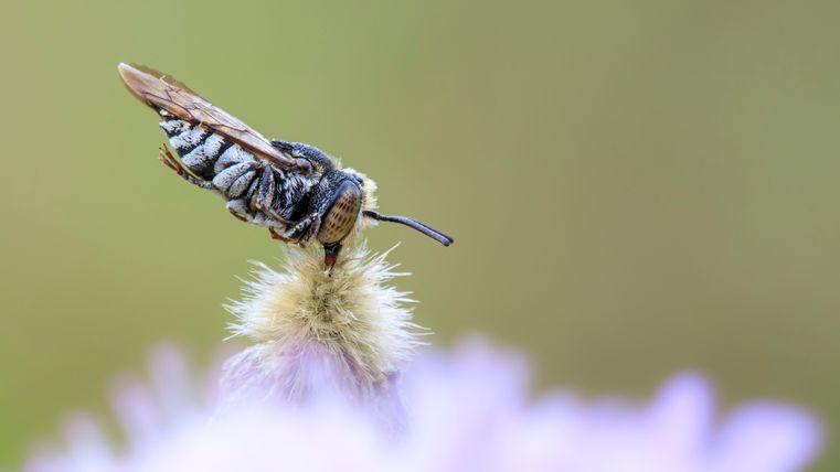 Schlafende schuppenhaarige Kegelbiene