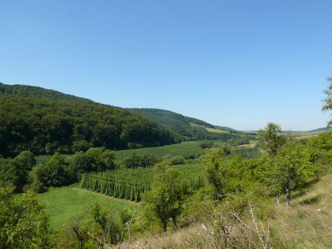 Eine malerische Landschaft mit sanften Hügeln und üppigen Wiesen. Der klare blaue Himmel verleiht der Szene eine einladende Atmosphäre.