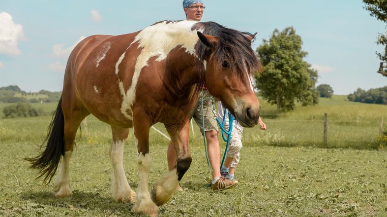 Een bruin paard met wit trekt aan een touw. Op de achtergrond zijn een groene wei en een bewolkte lucht te zien.