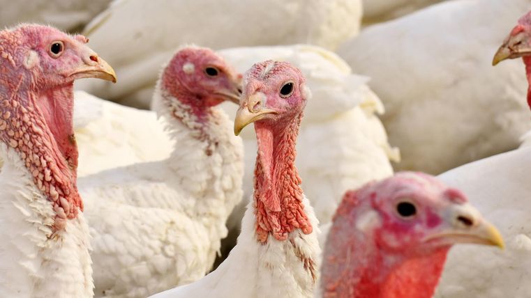 Eine Gruppe von Truthähnen mit ausgeprägten Köpfen und rosafarbenem Gefieder. Sie stehen eng beieinander im Hintergrund.