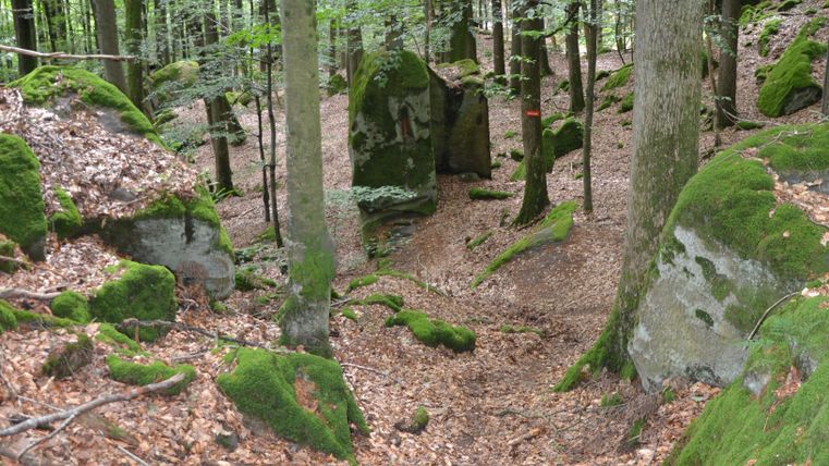 Ein Wald mit moosbedeckten Felsen und Laub auf dem Boden.
