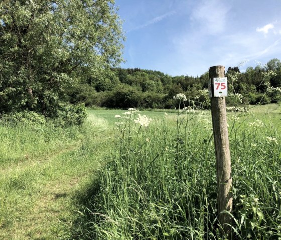 A wooden post with the marking '75' stands on a green meadow in the Southern Eifel Nature Park. Trees and blue sky can be seen in the background., © TI Bitburger Land