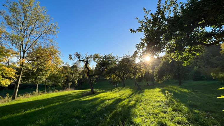 Ein schöner Park mit grünen Wiesen und Bäumen im Herbst. Die Sonne scheint durch die Äste und erzeugt lange Schatten.