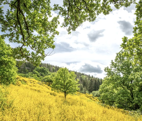 Glowing fields of gorse in the Eifel, surrounded by green trees and a cloudy sky., &copy; Eifel Tourismus GmbH, Dominik Ketz