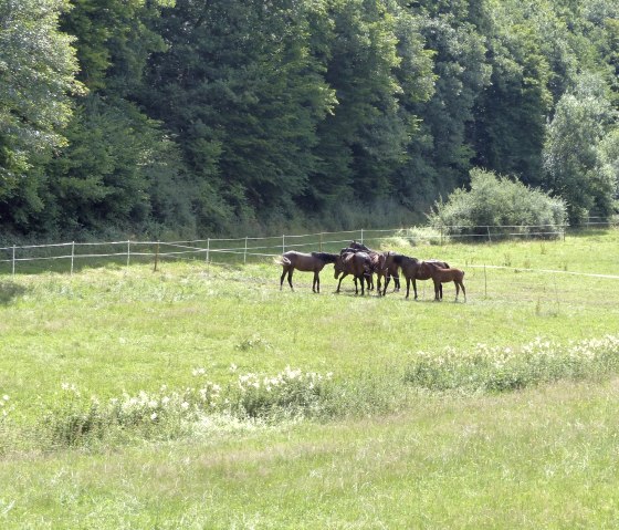Horses on hiking trail no. 19, &copy; Tourist-Info Islek