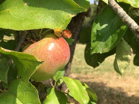 Ein reifer Apfel hängt an einem Baum zwischen grünen Blättern. Der Hintergrund zeigt eine leicht verschwommene Wiese.