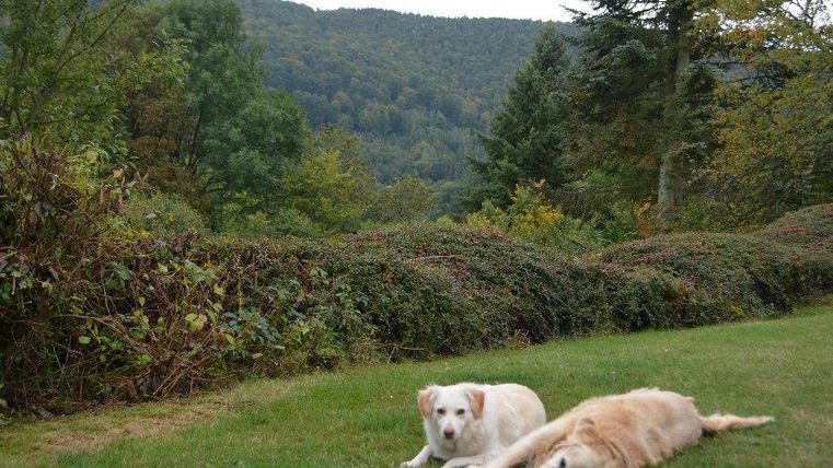 Zwei Hunde liegen entspannt auf einer grünen Wiese. Im Hintergrund sind Bäume und sanfte Hügel zu sehen.